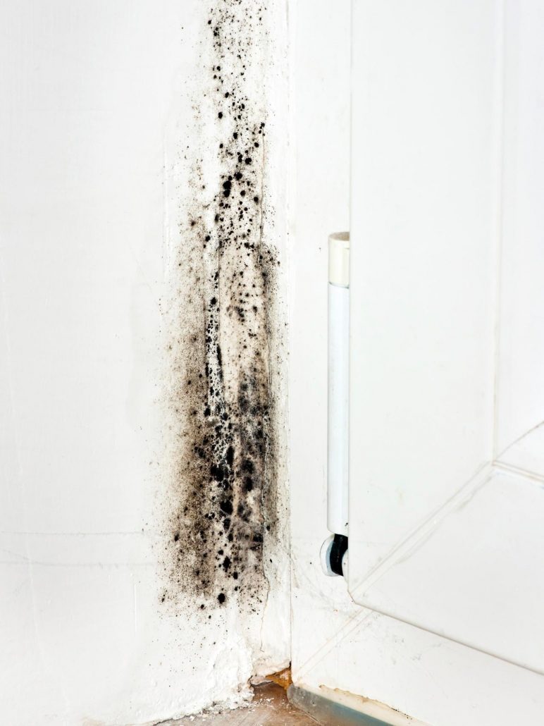 mould remediation, black mould removal services